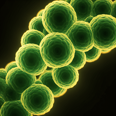 How Plant-based Diets Decrease Risk of Prostate Cancer