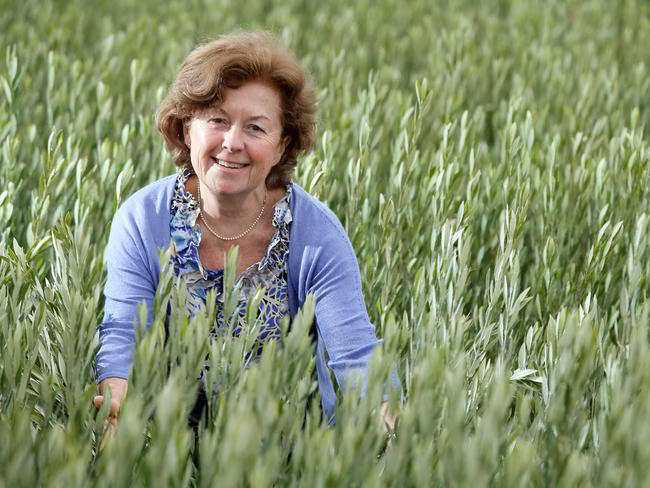 Dr. Flynn in an olive grove
